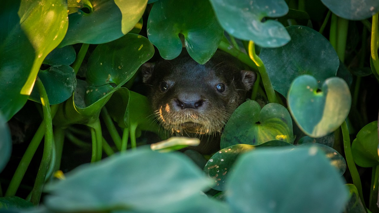 Lontra em um corixo (canais que se formam na cheia do Pantanal) que ainda tem água na região do Pantanal