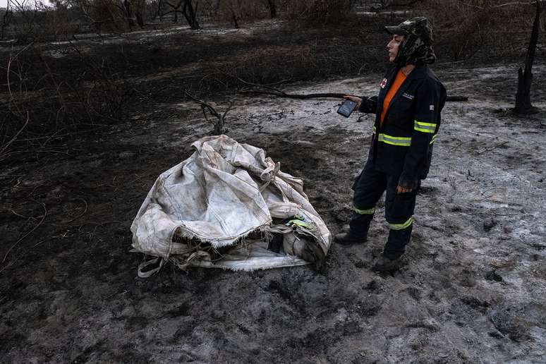Uma anta de aproximadamente 300 quilos estava com as patas queimadas e foi resgatada após cinco dias de monitoramento