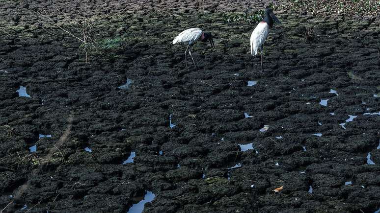 Tuiuiús (ou jaburus) buscam alimentos em trecho que secou em meio à crise hídrica do Pantanal