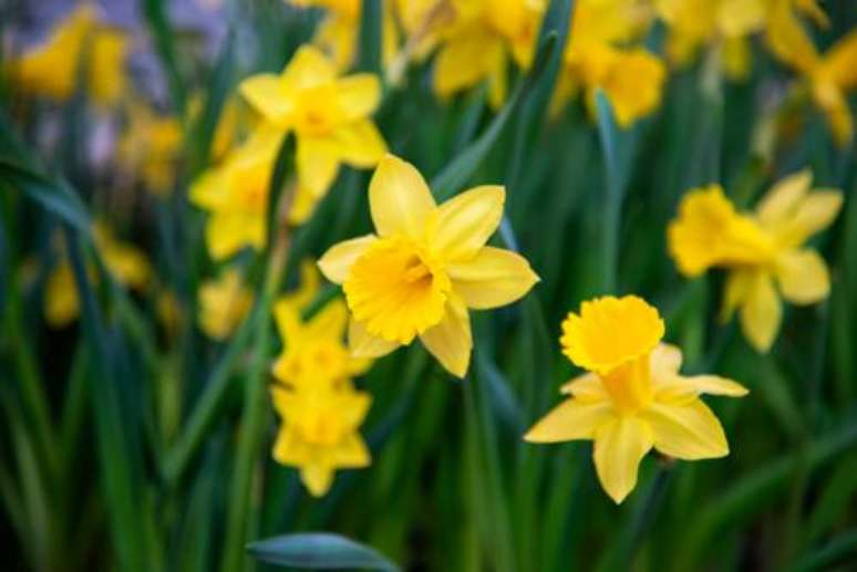 narciso