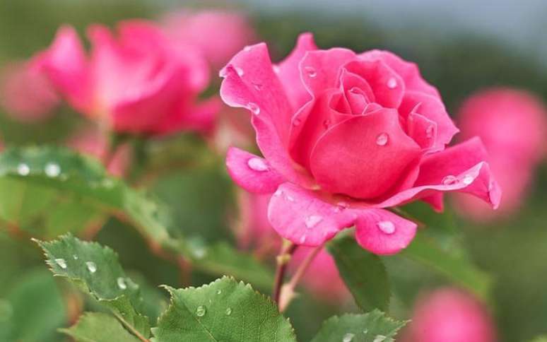 rosas