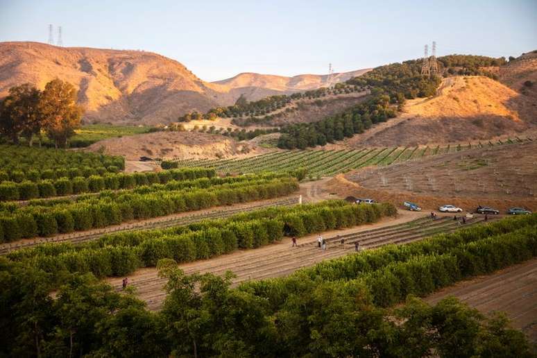 Área de cultivo de café na Califórnia
20/09/2021
FRINJ Coffee/Handout via REUTERS