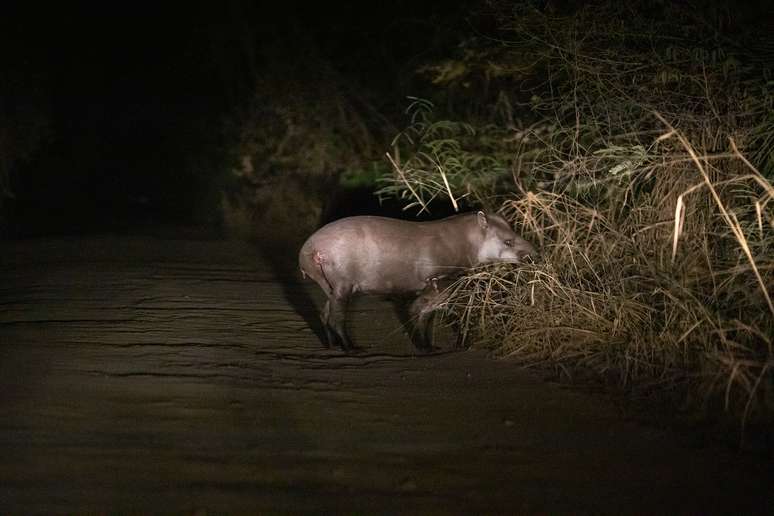 Anta ferida pelos incêndios foi avistada na região do Pantanal junto com um filhote