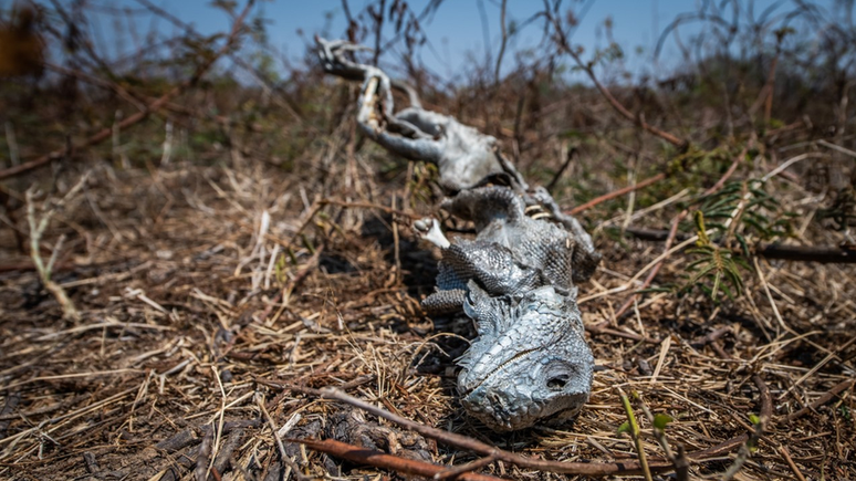 Iguana morta é encontrada em uma fazenda da transpantaneira. Voluntários suspeitam que ela tenha sido vítima da seca