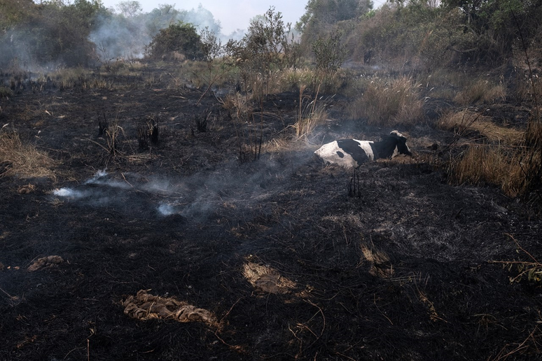 Vaca presa pelo fogo espera por resgate de brigadistas e veterinários no Pantanal