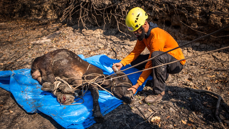 Voluntários do GRAD resgatam um bezerro com as quatro patas queimadas.