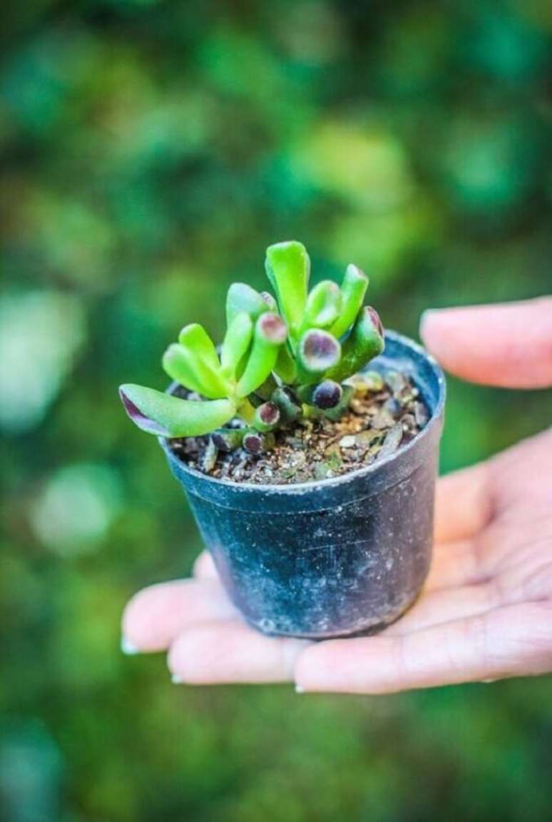 6. A orelha de shrek suculenta se propaga por meio de estacas. Fonte: Terr&aacute;rios & Suculentas