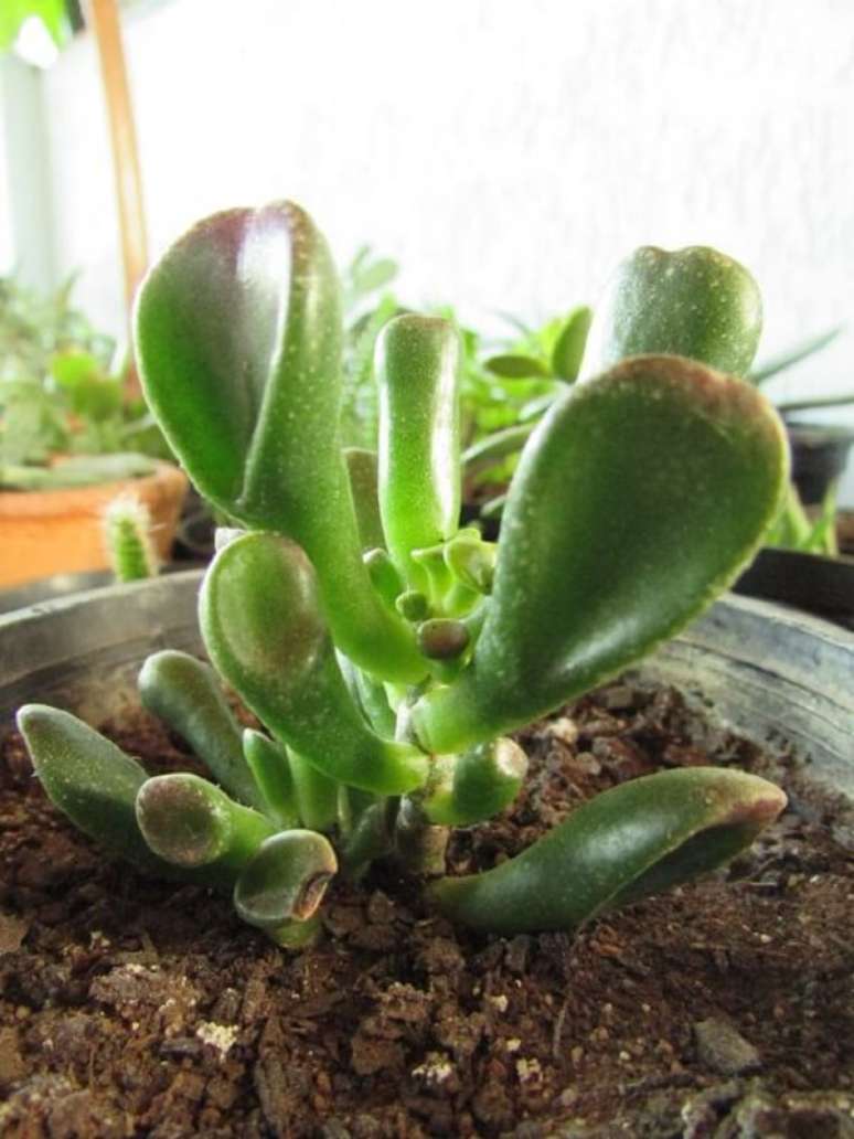 7. Vaso com suculenta orelha de shrek. Fonte: Criativa Plantas