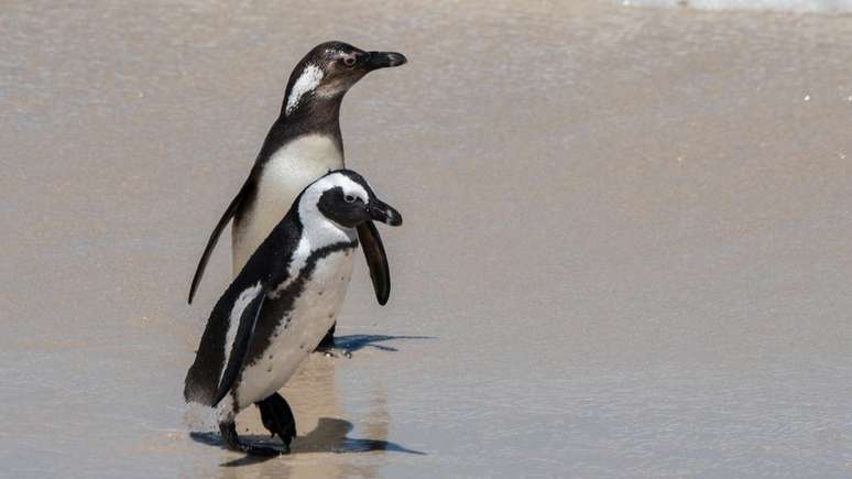 Populações de pinguins africanos estão diminuindo rapidamente