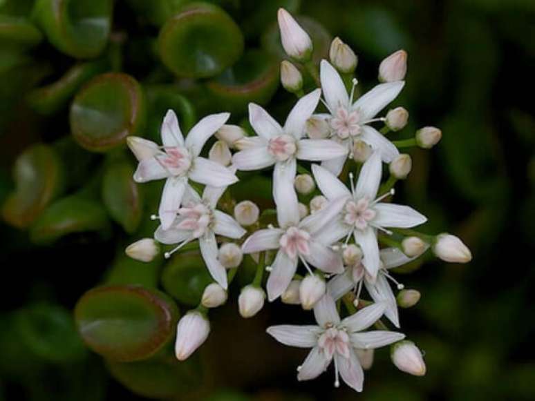 4. Suculenta orelha de shrek da flor: as flores tem formato de estrela, são pequenas e brancas. Fonte: Mercado Livre