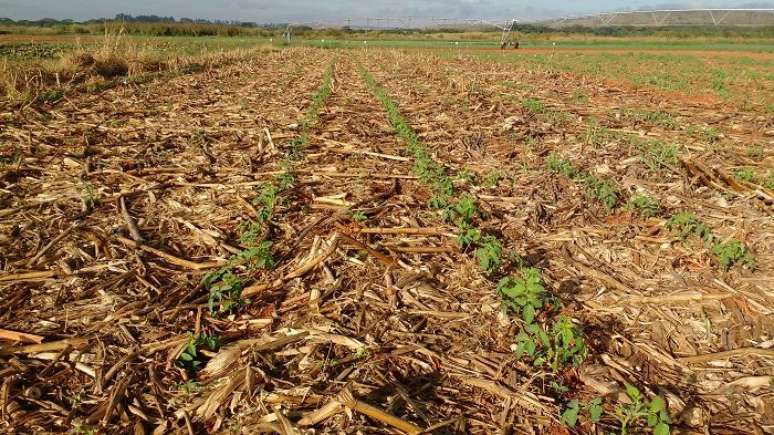 Plantação de tomate feita sobre a palha da safra anterior