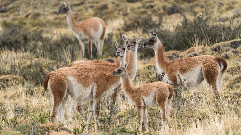 Os oásis servem de ambiente natural para animais como o guanaco, uma espécie de lhama selvagem