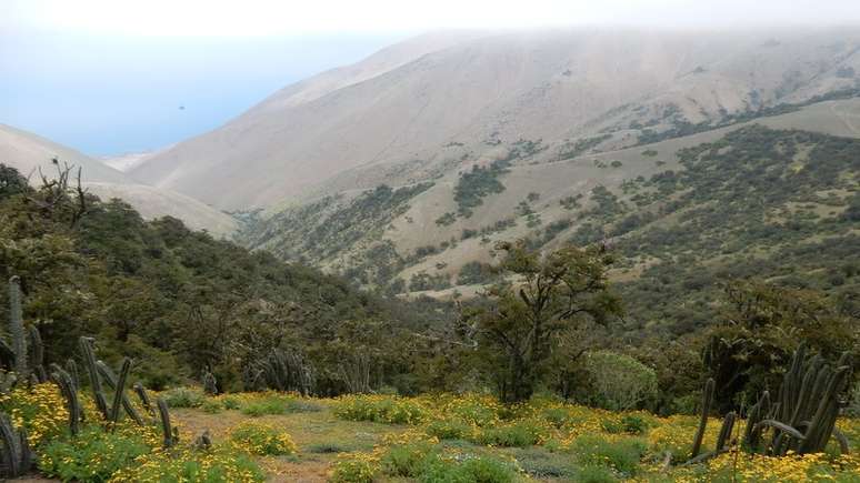 Algumas áreas, como as Colinas de Atiquipa, têm árvores baixas