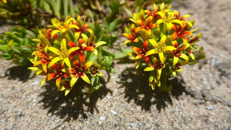 Os cientistas encontraram um grande número de espécies de plantas endêmicas