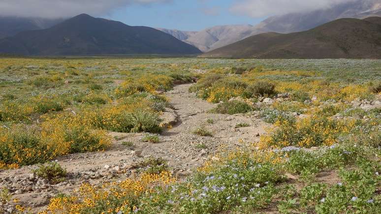 Quando há umidade no ambiente, a paisagem desértica se enche de flores