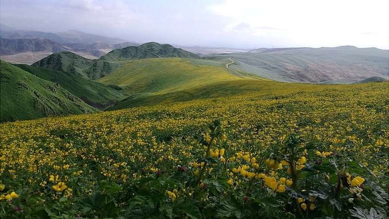 Colinas de Cicasos no distrito de San Bartolo, no Peru, coberta de vegetação e flores