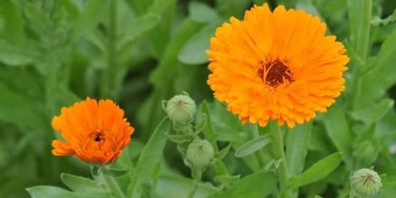 9. As calêndulas são tipos de flores coloridas que também possuem propriedades medicinais – Foto iStock