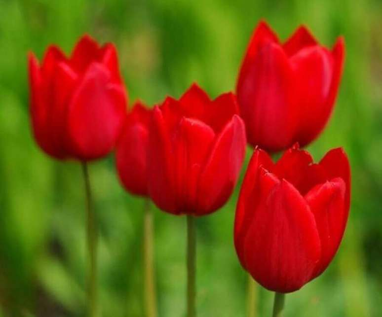 45. A Holanda é o maior produtor de tulipas no mundo – Foto Cultura Mix