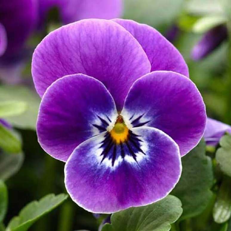3. Os tipos de flores amor-perfeito podem ser cultivadas tanto em jardins quanto em vasos – Foto Terra Arte