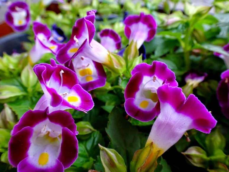 41. A torênia são tipos de flores coloridas muito utilizadas no paisagismo – Foto Natura ECO Plantas