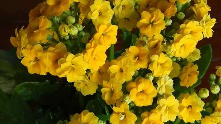 25. O kalanchoê são tipos de flores consideradas tóxicas – Foto Mercado Livre