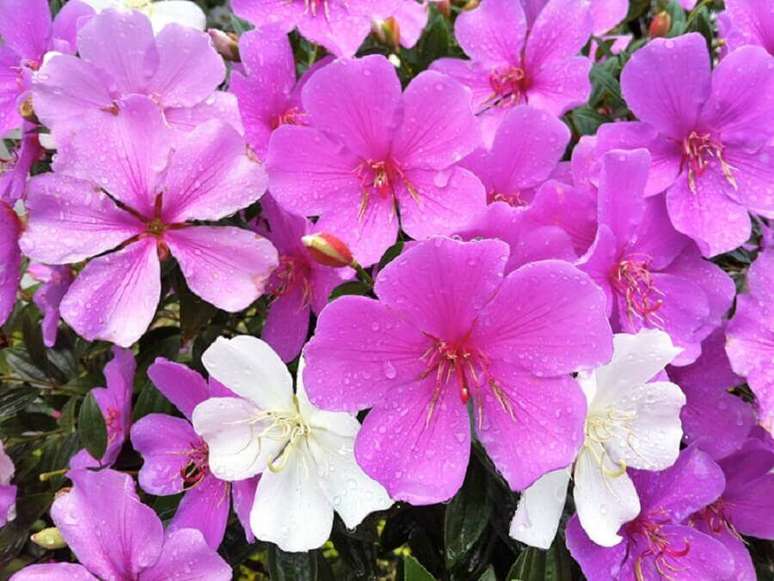 56. Tipos de flores manacá da Serra – Foto: Minhas Flores