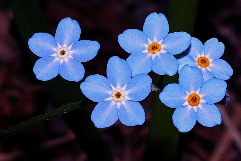 55. Tipos de flores miosótis – Foto: Blog das Flores
