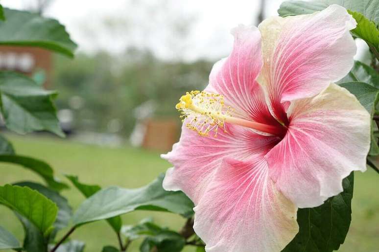 24. O hibisco pode ser encontrado em diversos tamanhos, cores e formatos, porém, são tipos de flores solitárias – Foto Giuliana Flores