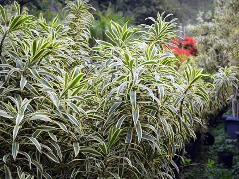 20. A Pleomele aprecia o calor e a umidade. Fonte: Magazine Luiza