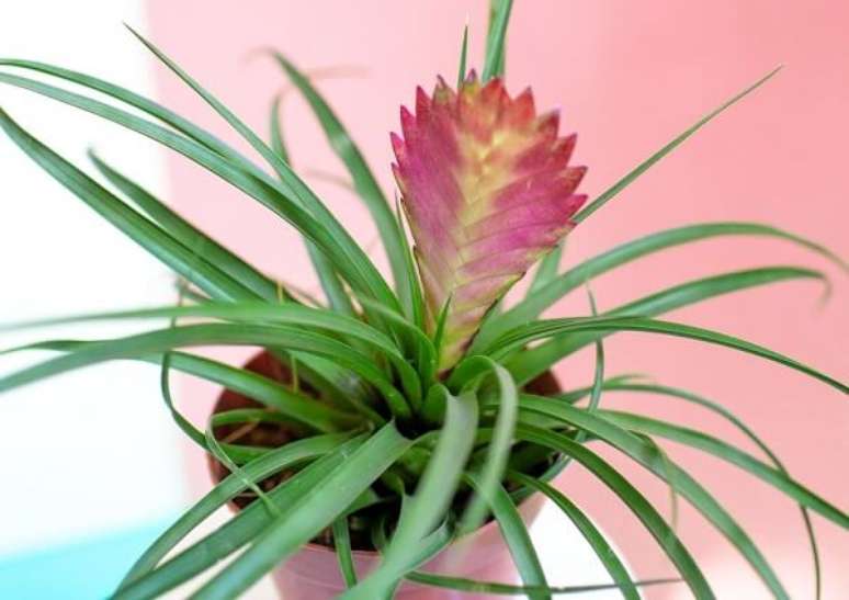 10. Tilandsia &eacute; uma das plantas bonitas e f&aacute;ceis de cuidar. Fonte: Selvvva