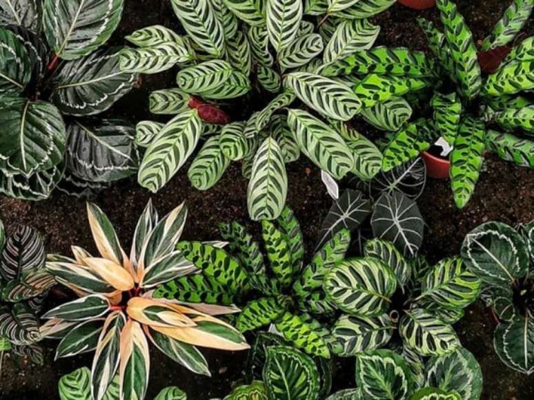 41. A Maranta traz um toque de verde especial ao ambiente. Fonte: eColheitas