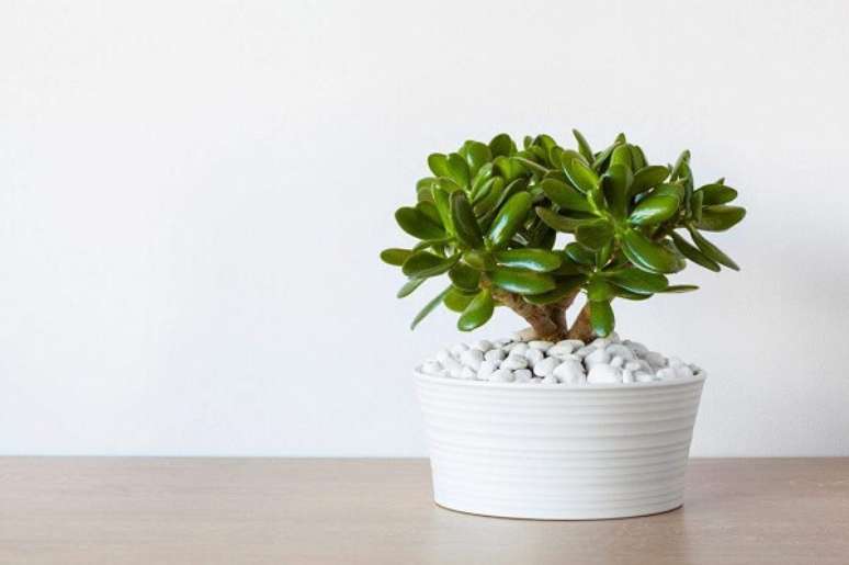 18. A Planta Jade &eacute; uma das op&ccedil;&otilde;es de plantas f&aacute;ceis de cuidar em vasos. Fonte: Decoist