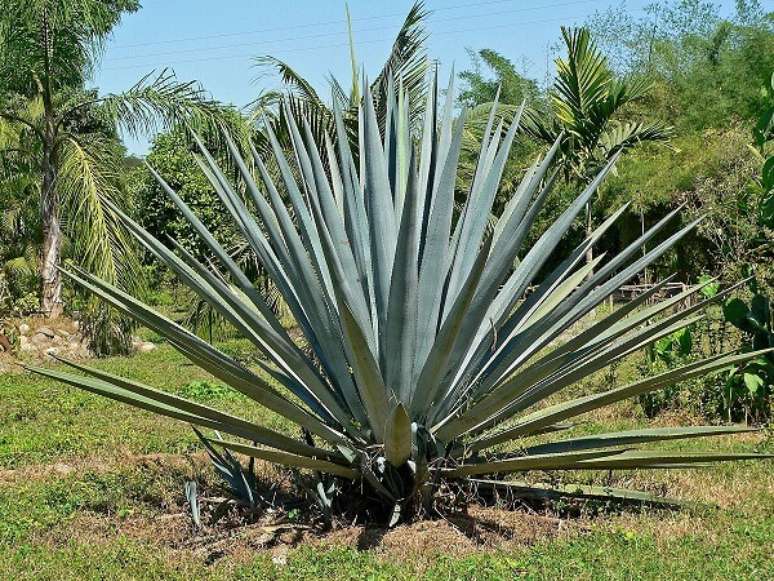9. Plantas f&aacute;ceis de cuidar: a Agave &eacute; uma das plantas f&aacute;ceis de cuidar para jardim. Fonte: El Heraldo de M&eacute;xico