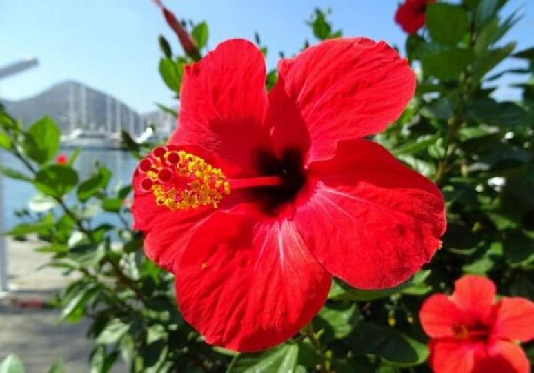 16. O Hibisco &eacute; uma das op&ccedil;&otilde;es de plantas f&aacute;ceis de cuidar para jardim. Fonte Blog da Plantei
