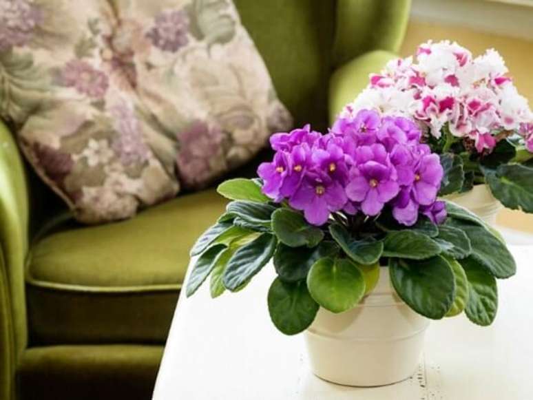 7. Plantas f&aacute;ceis de cuidar: a Violeta &eacute; uma das plantas baratas e f&aacute;ceis de cuidar. Fonte: Blog da Imobili&aacute;ria Torres de Melo Neto