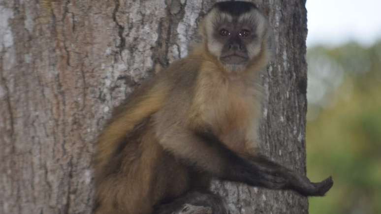 Macaco com a pata estendida; primatas aprenderam a 'pedir comida' aos humanos em meio à situação adversa no Pantanal, dizem ONGs