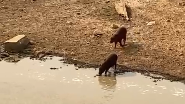 Animais em área irrigada pela Ampara Animal Selvagem no Pantanal; situação da fauna é considerada preocupante