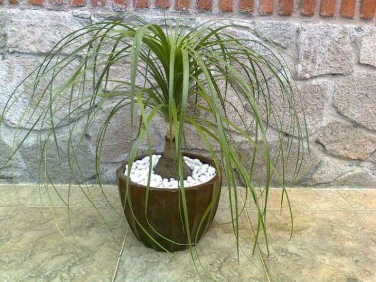 29. A Pata de Elefante suporta longos per&iacute;odos de estiagem. Fonte: Amo Plantar