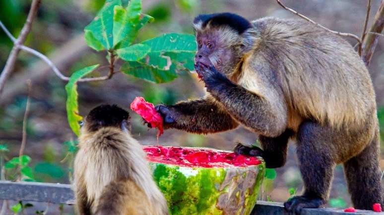 Macacos se alimentando de melancia deixada por voluntários; Pantanal vive seca histórica após incêndios devastadores do ano passado