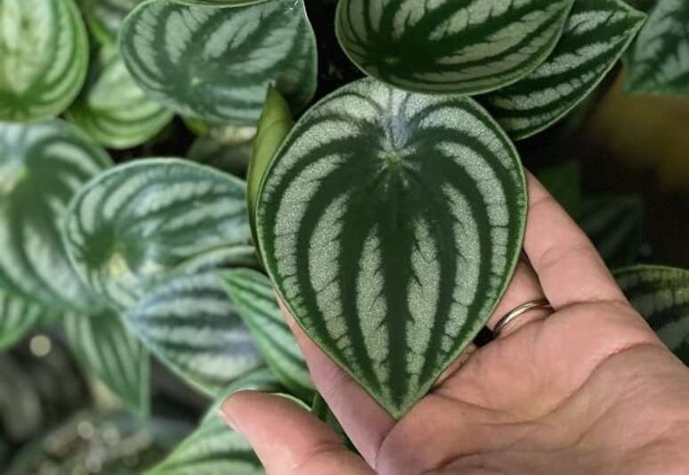 43. A Peper&ocirc;mia precisa de pouca &aacute;gua e luz para sobreviver. Fonte: Amo Plantar