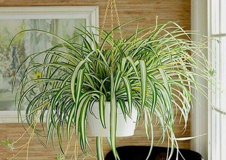 23. O Clorofito pode ser cultivado a meia-sombra ou sol pleno. Fonte: Casa e Festa