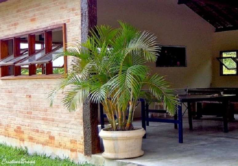 25. A Areca bambu apresenta r&aacute;pido crescimento. Fonte: Cristina Braga