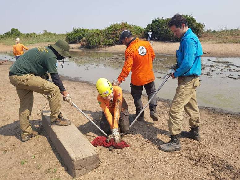 Pelo menos 600 jacarés estavam em uma poça que chegava a 35ºC, no Pantanal