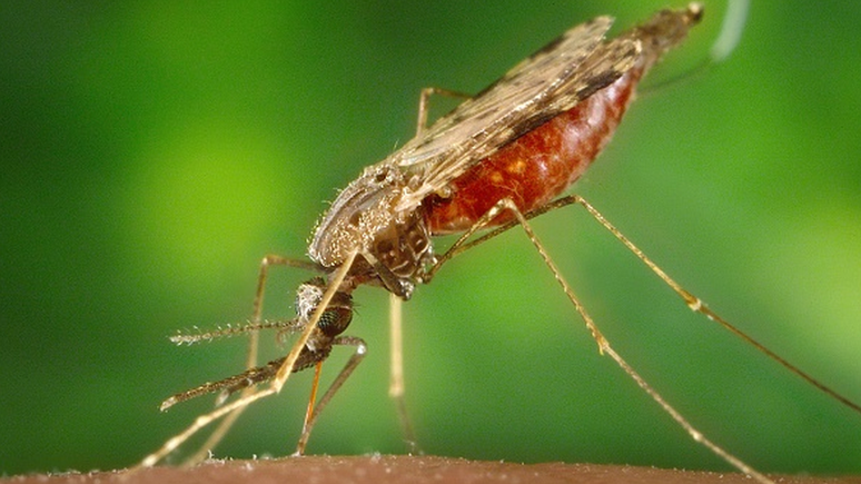 Os mosquitos Anopheles são os transmissores do protozoário causador da malária