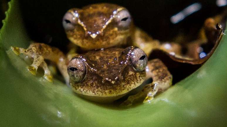 Declínio de anfíbios anuros preocupa o mundo inteiro; acima, espécie da família Hylidae, também ameaçada pela perda de habitat no Brasil