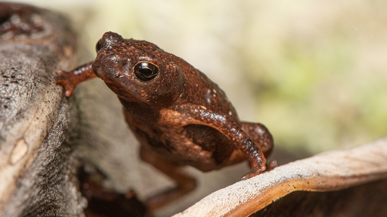 Sapinho-da-restinga, que mede menos de 2cm, só existe em uma pequena área no Espírito Santo e foi pouco estudado até agora