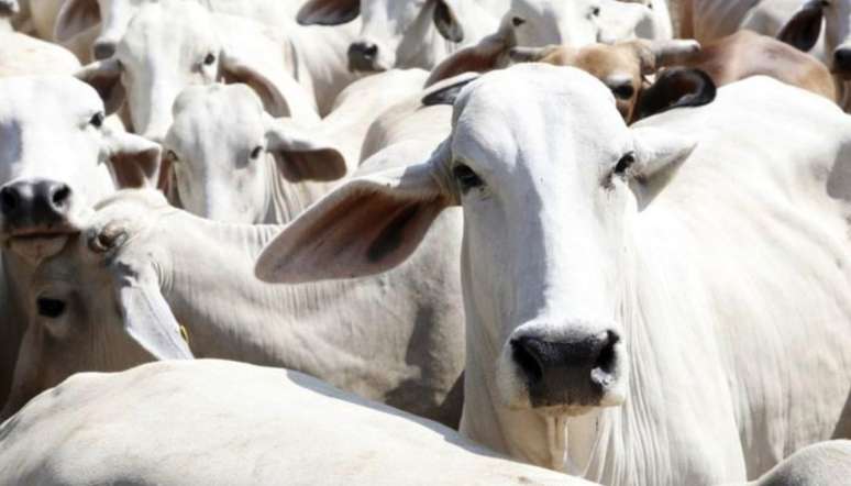 Projeto de lei antidesmatamento cita o Brasil e seus produtos de origem bovina