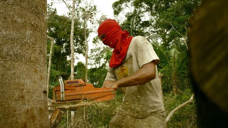 Madeireiro derruba &aacute;rvore em &aacute;rea protegida nos arredores de Porto Velho; Rond&ocirc;nia j&aacute; perdeu um ter&ccedil;o de sua mata nativa