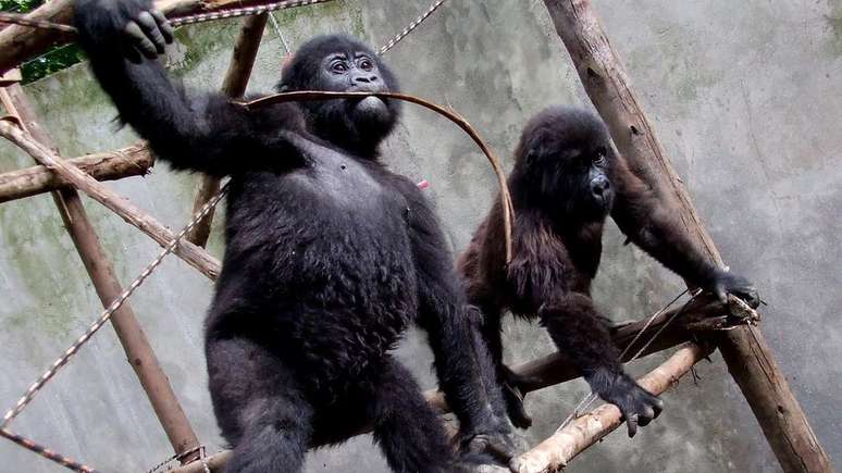 Ndakasi e Ndeze - descritas como "parceiras no crime" (partner-in-crime, em inglês) pela equipe do orfanato - quando crianças