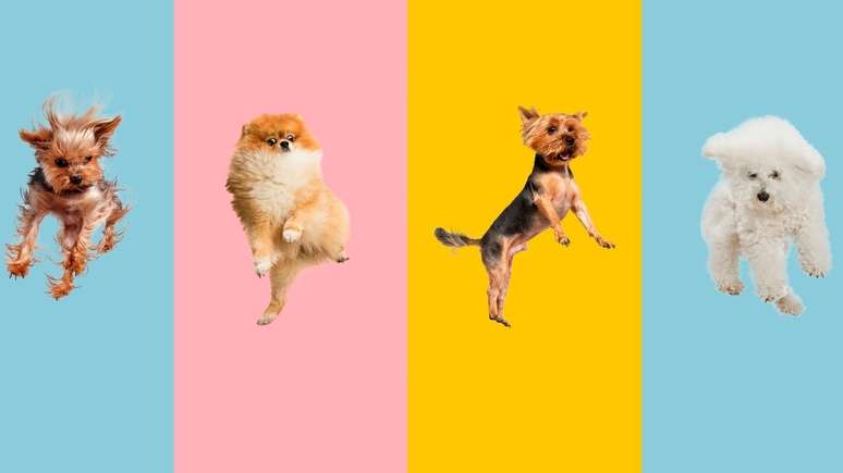 Desvende os principais mist&eacute;rios sobre o seu amig&atilde;o!